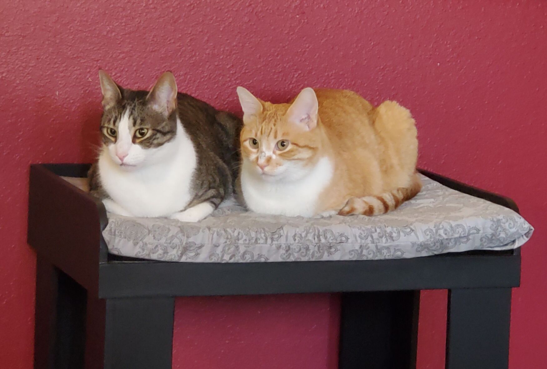 Litten and Talon